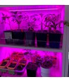 Profilé en aluminium étanche de 1 mètre pour croissance - 24V, LED 19,5W, répartition rouge/bleu 3:1, IP65, avec connecteur
