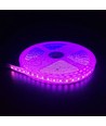 Ruban LED Rose 5m 10W/m - 24V DC, IP65, 120 LED par mètre
