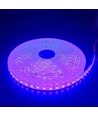Ruban LED Violet 5m 10W/m - 24V DC, IP65, 120 LED par mètre