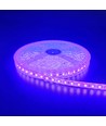 Ruban LED Violet 5m 10W/m - 24V DC, IP65, 120 LED par mètre