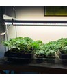 Kit de croissance LEDlife Pro-Grow 2.0 - 2 x 90 cm, 30W LED, spectre complet