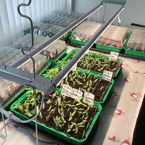 Kit de croissance LEDlife Pro-Grow 2.0 - 2 x 120 cm, 36W LED, spectre complet
