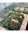 Kit de croissance LEDlife Pro-Grow 2.0 - 2 x 120 cm, 36W LED, spectre complet