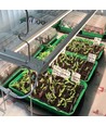 Kit de croissance LEDlife Max-Grow 2.0 - 2 x 120 cm, 60W LED, spectre complet