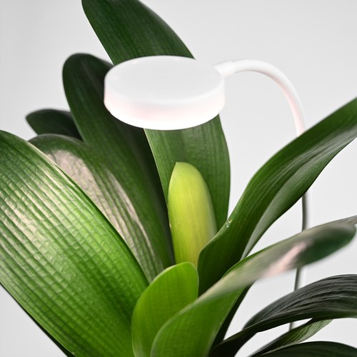 Lampe de croissance flexible avec piquet - 12W, minuterie