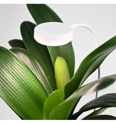 Lampe de croissance flexible avec piquet - 12W, minuterie