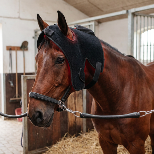 Bonnet de thérapie par lumière rouge pour chevaux - Infrarouge, batterie et powerbank