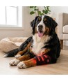 Guêtre de luminothérapie pour chiens - pattes & articulations, rouge/infrarouge, batterie