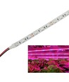 Bande LED de croissance étanche IP65 9,6W/m - 5m, 60 LED par mètre