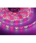 Rubans LED RGB+W 12V