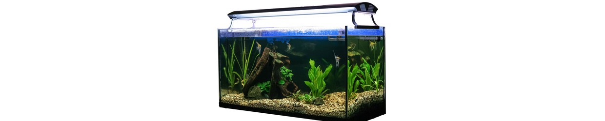 Éclairage Aquarium