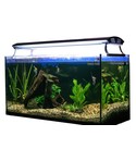 Éclairage Aquarium